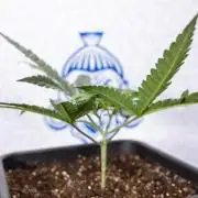 Sativa Fiesta 🤸 - Zamnesia x B&B