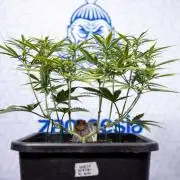 White Widow 🕷️ F1 Auto - Xamnesia x B&B
