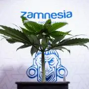 Power Plant - Zamnesia & B&B