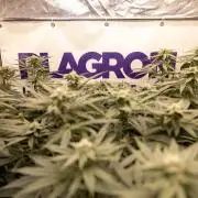 Power Plant - Zamnesia & B&B