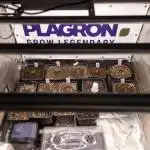 Power Plant - Zamnesia & B&B