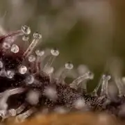 L.A. KUSH Cake #2 - Zamnesia x B&B