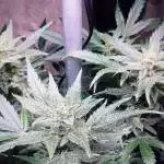 Fastbuds Tangie'matic