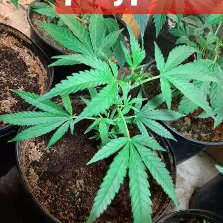 polyploïde girl scout cookies ????
