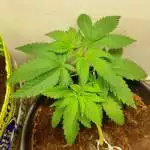 Spyhunter first grow!!