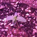First Auto Tent