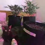 Crackity crack