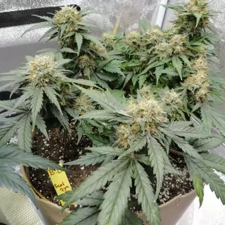 First Auto Flower Grow! 