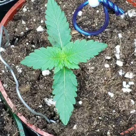 Tropical Fuel