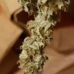 PEV Summer Contest- White Gelato