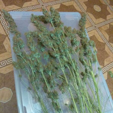 GHS Kalashnikova & Super critical 