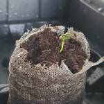 "Green Crack" arose from the "Sohum" 