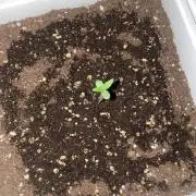 Tangerine Kush Auto/Gelato 33# fast