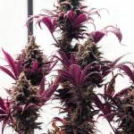 Sweet Seeds - Tropicanna Poison