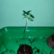 Atomical Haze feminized