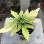 Amnesia skunk PT