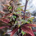 Purple Lemonade