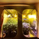 LED vs Cheap LED vs HPS Clones & Seeds