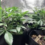 2’ x 4’ Grow Tent