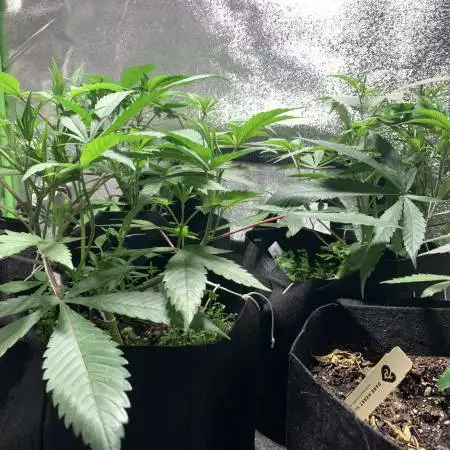 2’ x 4’ Grow Tent