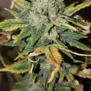 Fastbuds blue dreamatic 