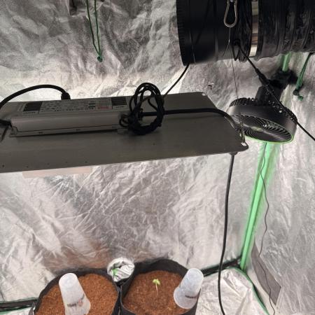 New money 💰  black amber x eye candy