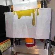 Mimosa