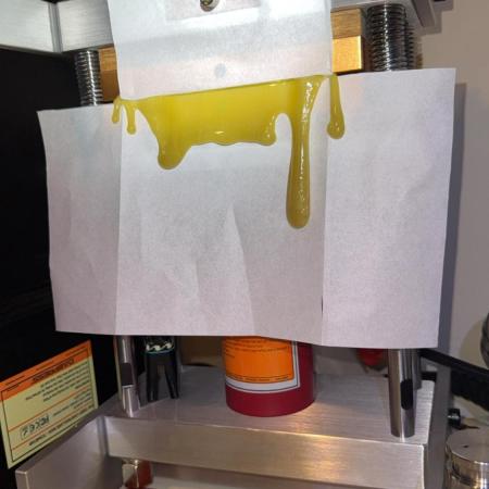 Mimosa