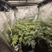 mellowz  2025  rosin run