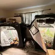 Lemonpaya coco fall 2025