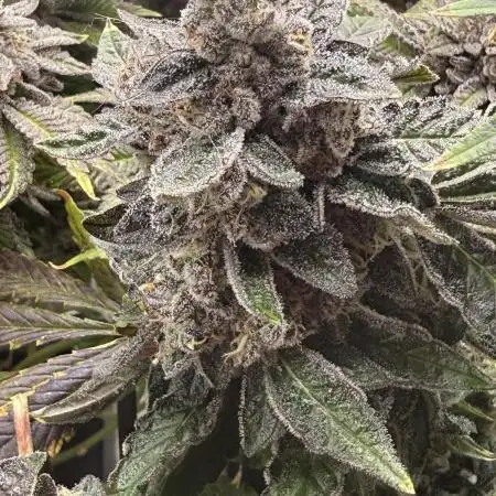 mellowz  2025  rosin run