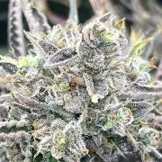 Mixed strain