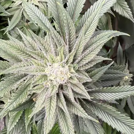 Joker 31