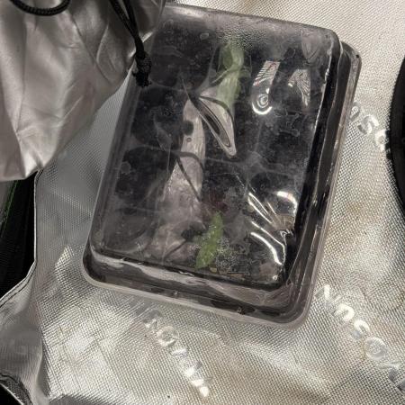 Lemonpaya coco fall 2025