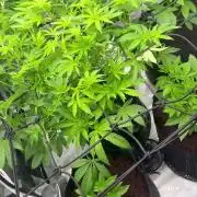 mellowz* grape gas x spritzer 2025