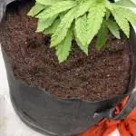 mellowz* grape gas x spritzer 2025