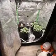 New money 💰  black amber x eye candy