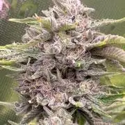 mellowz  2025  rosin run