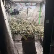 Mimosa