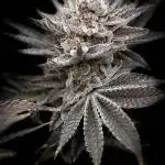 Joker 31