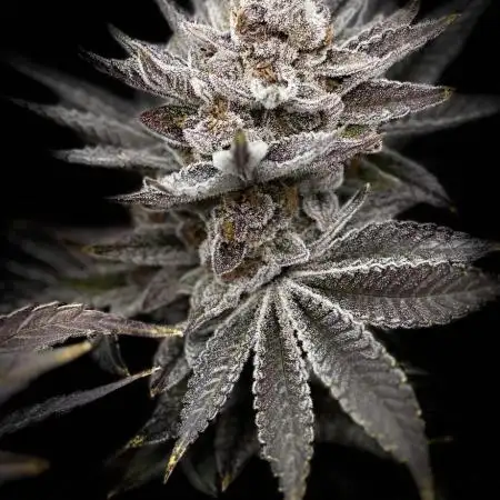 Joker 31