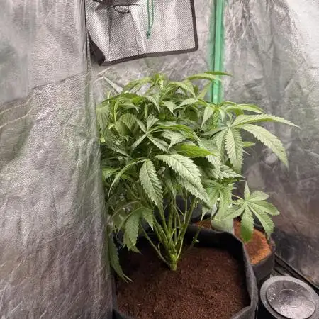 Mimosa
