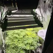 mellowz  2025 fresh frozen rosin run