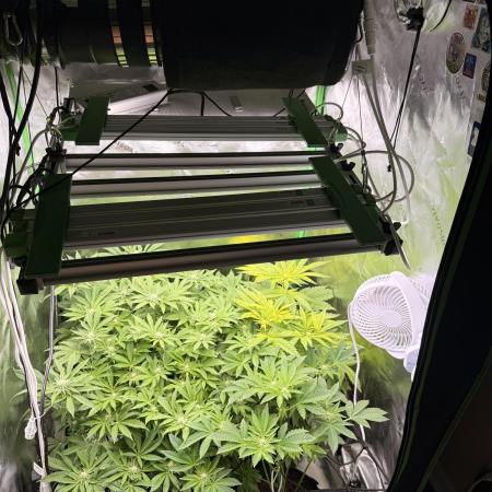 mellowz  2025  rosin run