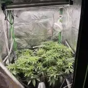 New money 💰  black amber x eye candy