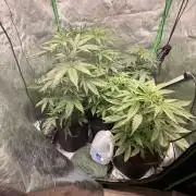 What’s her name? Wildfire.