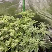 Lemonpaya coco fall 2025