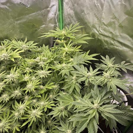 Lemonpaya coco fall 2025