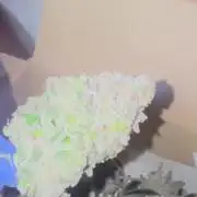 mellowz  2025  rosin run