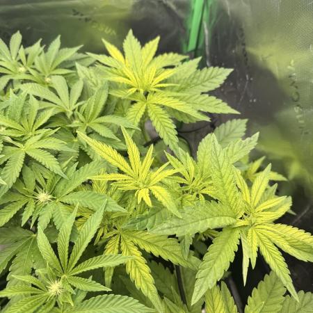 Lemonpaya coco fall 2025